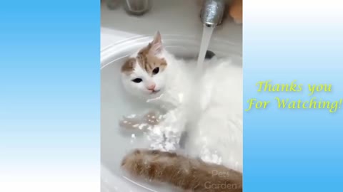 super cute videos of kitten taking a shower - I doubt you will not laugh.