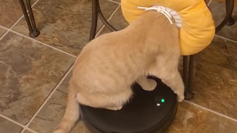 Donut Cat Rides On Robot Vacuum