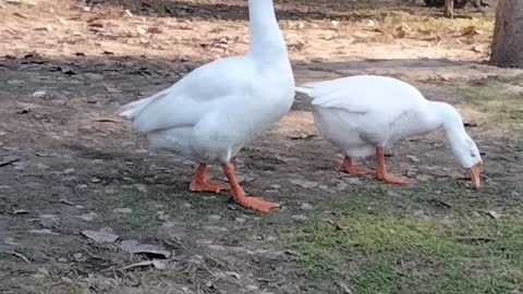 White Goose 🦆 Bird Video By Kingdom of Awais