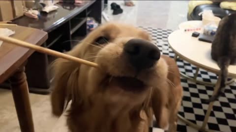 New Year, New Giggles: Funny Videos 2023 🥳 Cutest Cats and Dogs 🐱🐶 Part 241