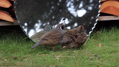 Pair of quails deeply confused by mirror reflection