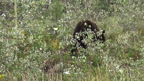 Seeking big bear food