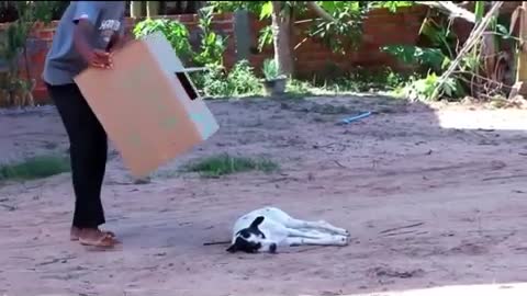 Funny Dog Reaction - So Funny Prank Video