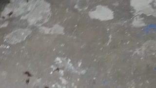 Hormigas culonas llegaron a una casa en Bucaramanga 2