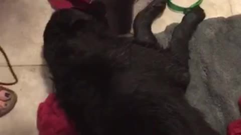 Blow dryer put Labrador to sleep after bath