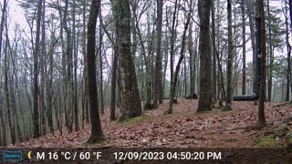The Woods – 12/10/2023 + Bears