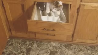 Gizmo Gets Herself Stuck in the Kitchen Drawer