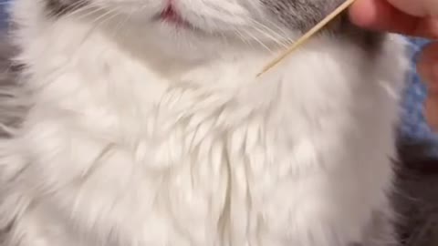Funny Video Playing with the cat and playing the violin