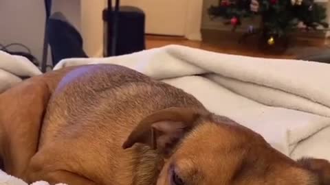 Sleeping Dog- Eating Dog