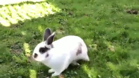 Rabbit plays in A Very Fast Way