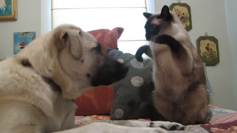 Cat boxing Dog, Who is A Loser