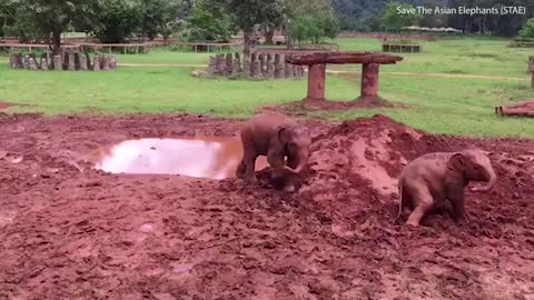 Adorable moment 'nanny' elephant shows curious baby how to roll in the mud