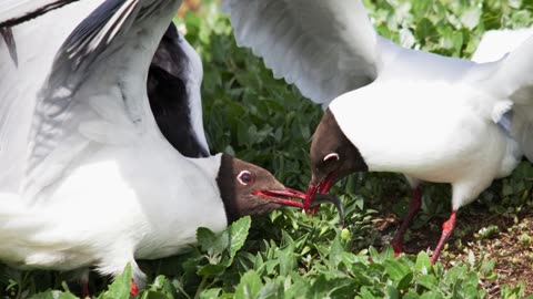The Arctic Tern: Close Up HD Footage (Sterna paradisaea)