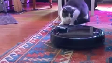 Cat fighting the vacuum cleaner