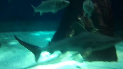 acquario Genova, gli squali