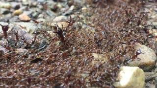 Cascading Colony of Ants