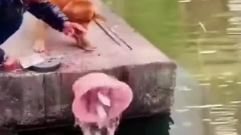 Dog gave freedom of captive fish