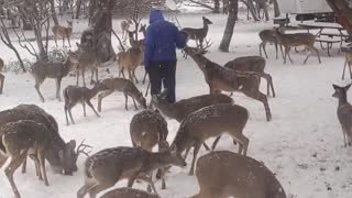 Feeding Wild Deer During Rare Texas Snowstorm
