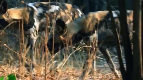 Trapped! Wild Dog Pack Closes In - Can Prey Escape the Savage Circle?