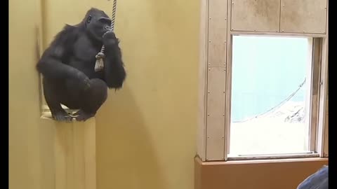In this amazing video of wild big monkeys, they are as funny as humans.