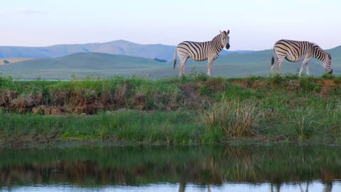 Zebras eating beside the lake