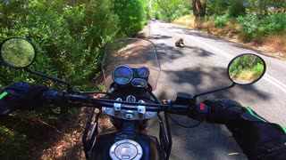 Koala Relaxes in the Middle of the Road