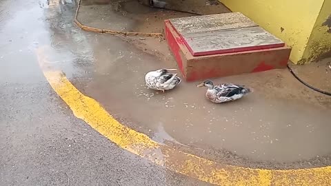 Why it happen with ducks during rain __ life on earth