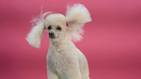 Poodle Dog fur swaying by the wind