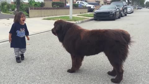 Giant Newfoundland Dog gives good luck kisses