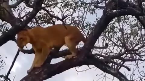 Leopard and Lioness up a tree😮👍