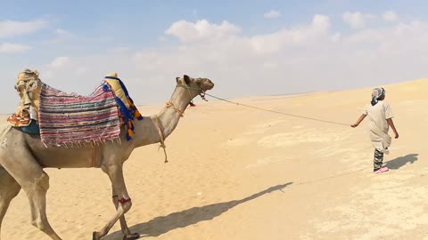 Old 100 Years African Camel In Wadi El Rayan Desert