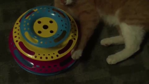 My playful ginger cat