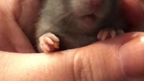 Cutest rat baby