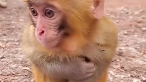 Chilling monkey baby
