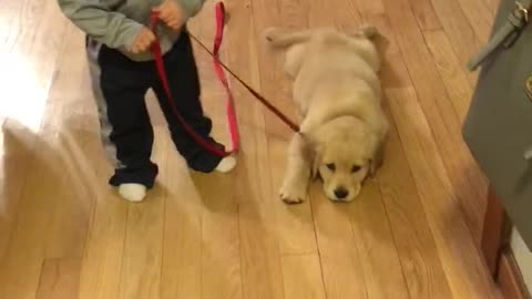 adorable golden pup and her toddler