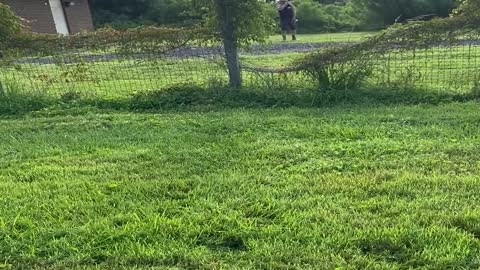 Blue Heeler Pup Can't See Fences