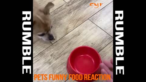 pets funny food reactions