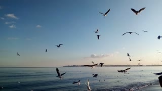 Seagulls grab food in flight