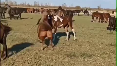 Fighting horse