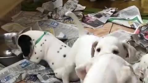 Dalmatian little Dog