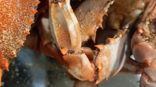 Maryland Crabs