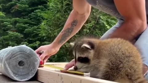 Baby Raccoon Rescued And Raised By Kind Family #shorts #shortvideo #video #virals #videoviral