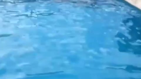 German Shepherds Swimming in pool - Protective Dogs - Smart Dogs #shorts