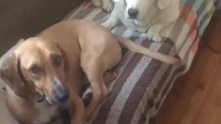 Brown dog wagging tail in white dogs face while in sofa