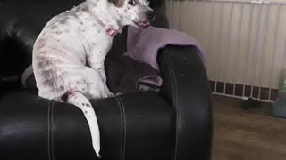 Dog screaming