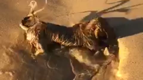 Mini dachshund makes his own pool at the beach