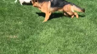 Piggy Plays Tag With Puppy Dog