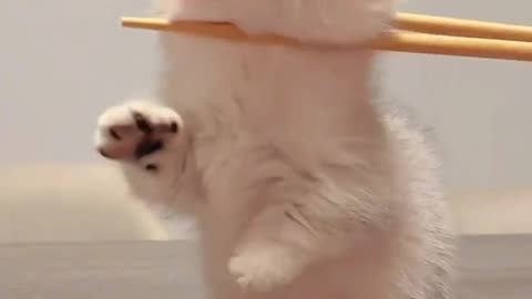 Cute Cat Video And Fanny Cat Video
