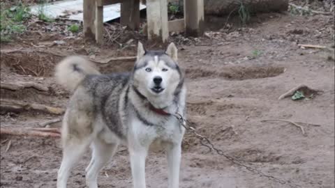 Incredible transformation of husky rescued from certain death