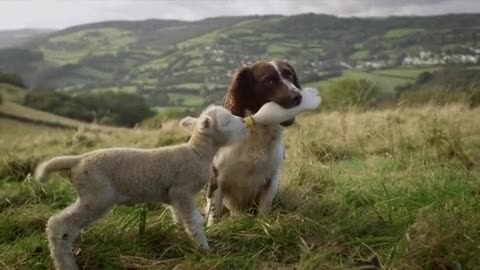 The dog is feeding the lamb like a mother